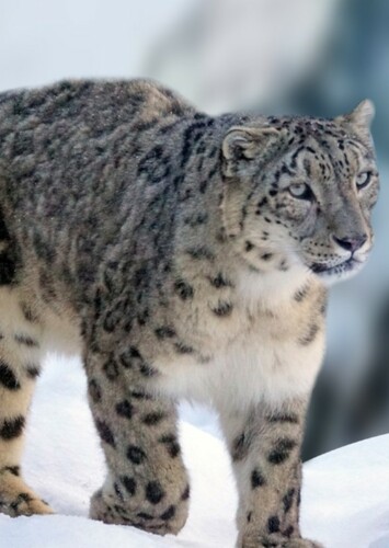 Snow Leopard