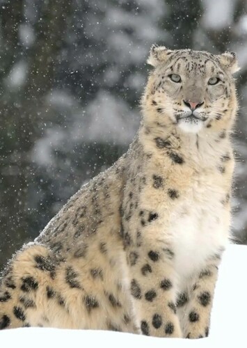 Snow Leopard