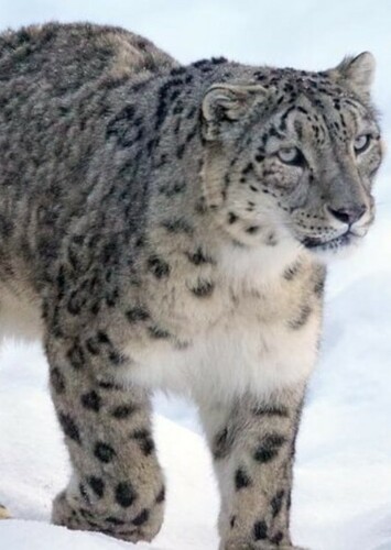 Snow Leopard