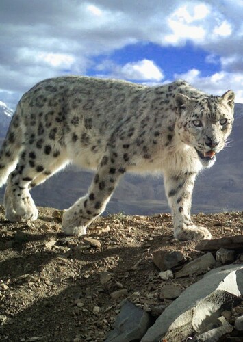 Snow Leopard