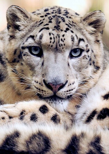 Snow Leopard