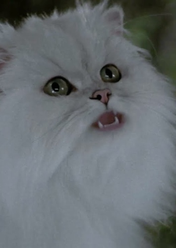 Snowbell