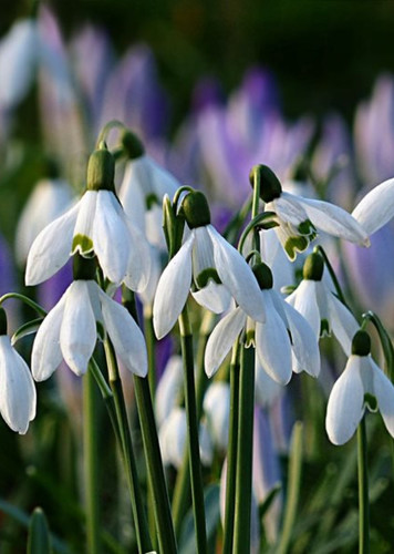 Snowdrop