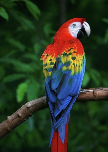Sofia the Scarlet Macaw