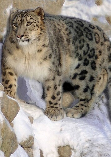 Sophie the Snow Leopard