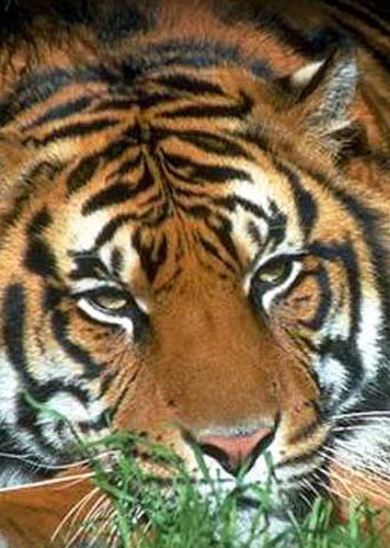 South China Tiger