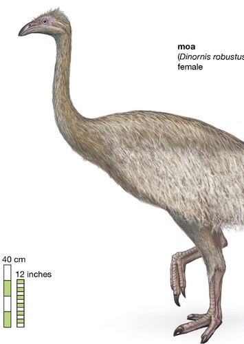 South Island Giant Moa