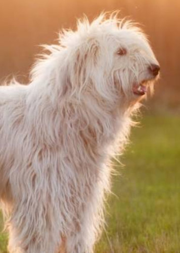 South Russian Ovcharka Dog