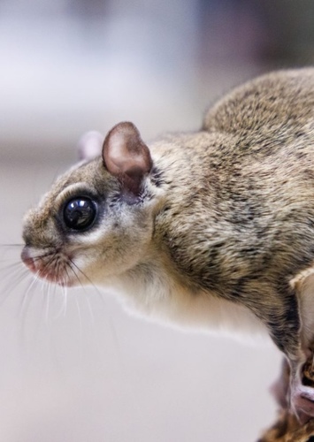 Southern Flying Squirrel