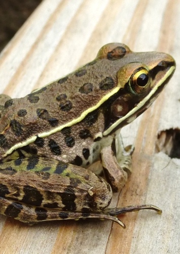Southern Leopard Frog