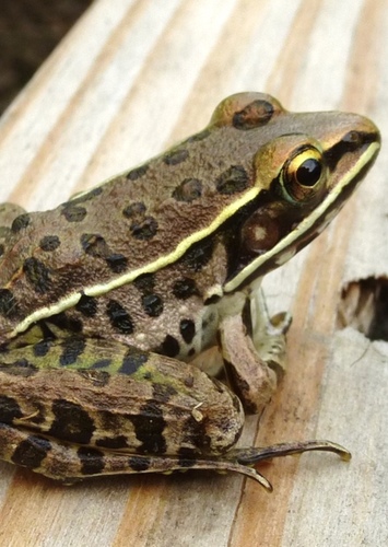 Southern Leopard Frog