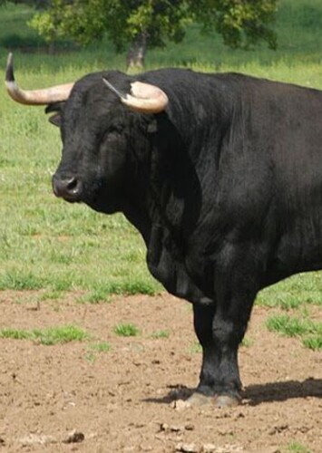 Spanish bull