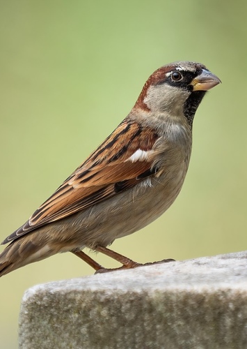 Sparrow