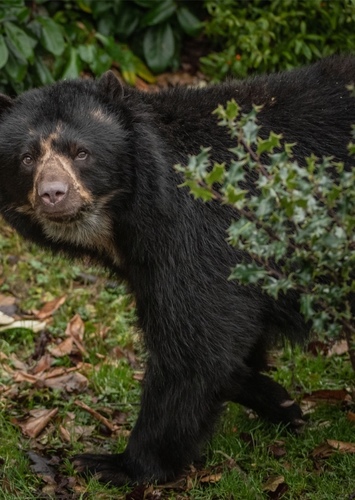 Spectacled Bear