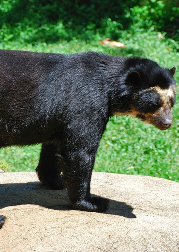 Spectacled Bear