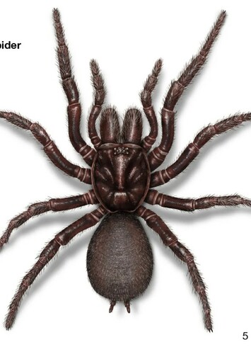 Spider