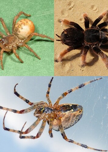Spider