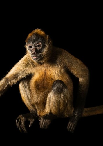Spider Monkey