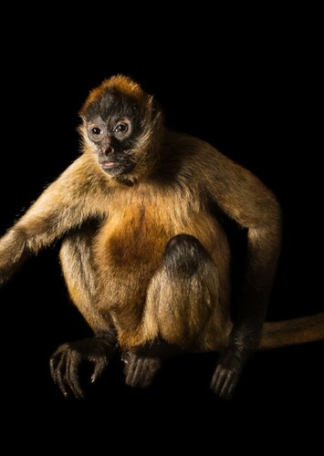 Spider Monkey