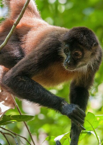 Spider Monkey