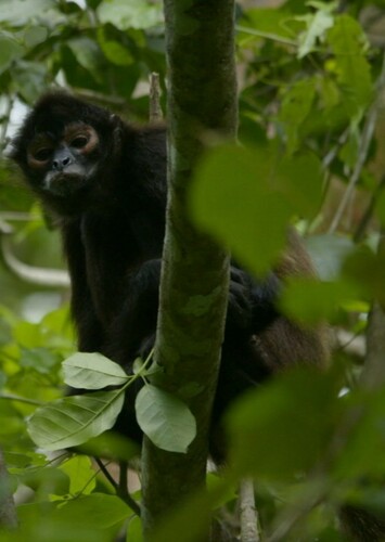 Spider Monkey