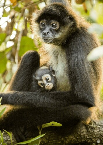 Spider Monkey