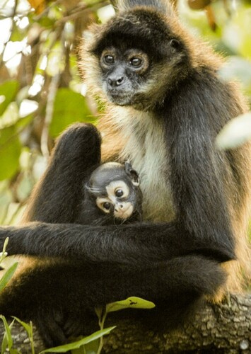 Spider Monkey