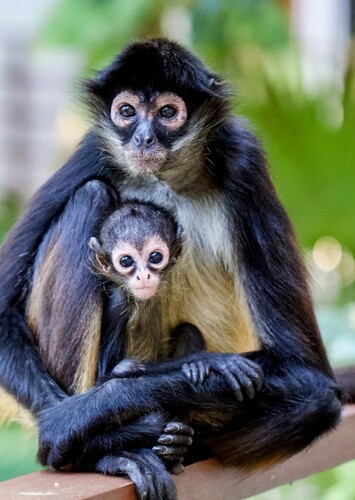Spider Monkey