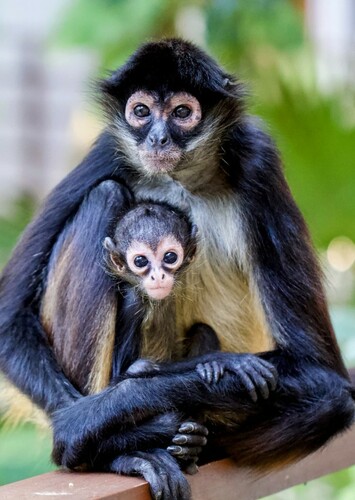 Spider Monkey