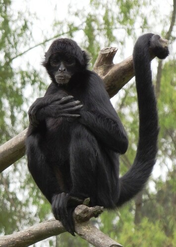 Spider Monkey