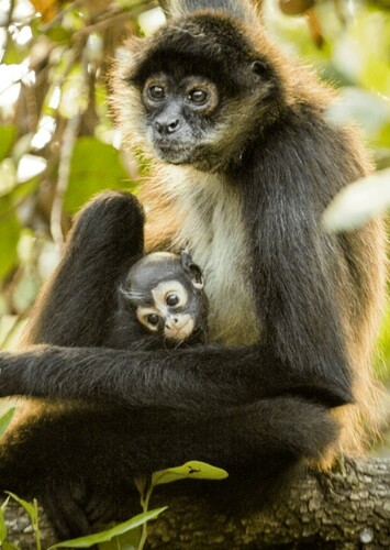 Spider Monkey
