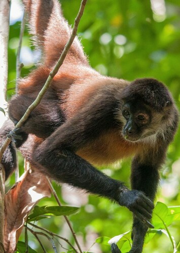 Spider Monkey