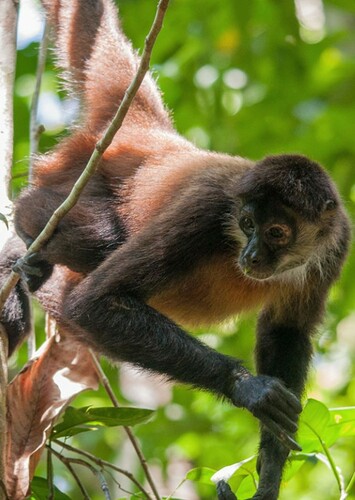 Spider Monkey