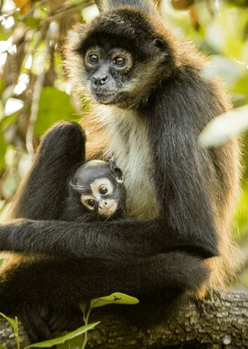 Spider Monkey