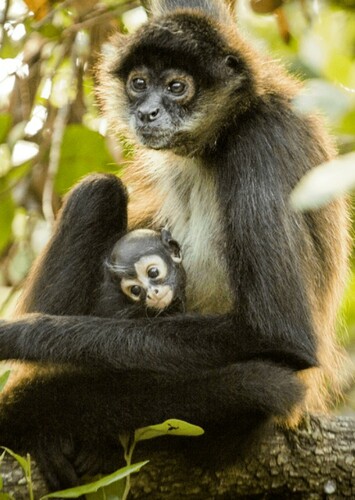 Spider Monkey