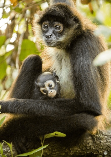 Spider Monkey