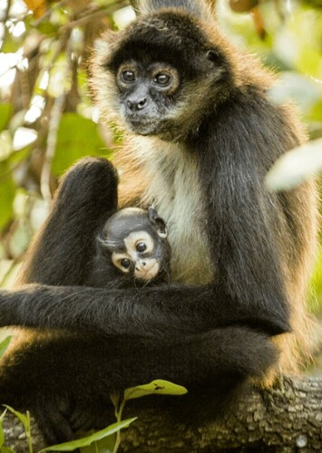 Spider Monkey