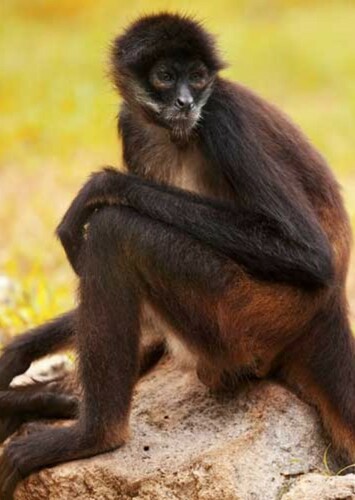 Spider Monkey