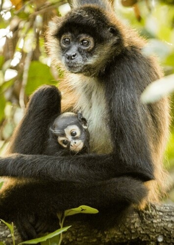 Spider Monkey