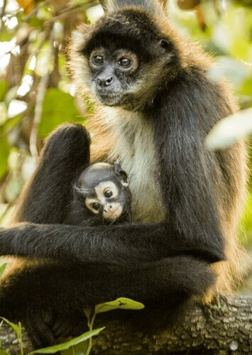 Spider Monkey
