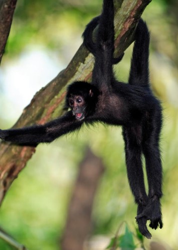 Spider Monkey