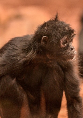 Spider Monkey