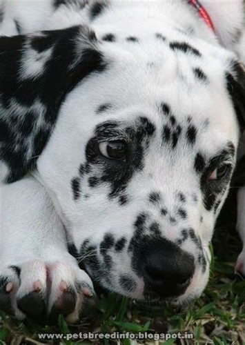 Spot
