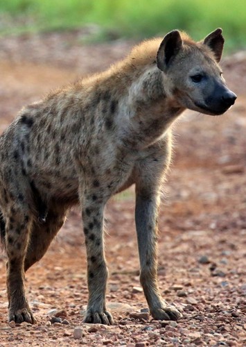 Spotted Hyena
