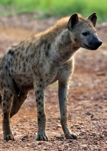 Spotted Hyena