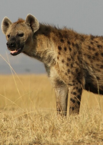 Spotted Hyena