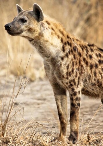 Spotted Hyena
