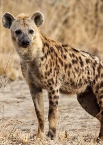 Spotted Hyena