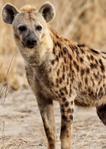 Spotted Hyena