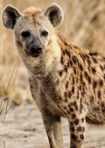 Spotted Hyena